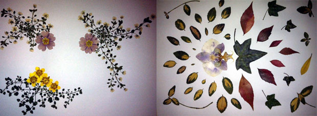 Ремек-дела „залива“ у саксији